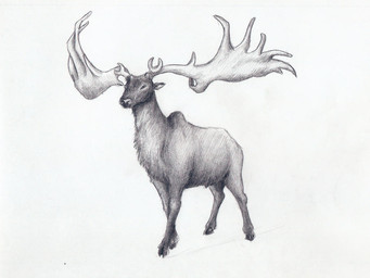 antlers feral horn huge_antlers male quadruped short_fur simple_background solo white_background mihin89 cervine deer mammal megaloceros prehistoric_species 2011 black_and_white monochrome sketch