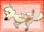 2013 anatomically_correct anatomically_correct_pussy animal_genitalia belka blue_eyes canine canine_pussy dog female feral german_shepherd mammal marjani pussy russian space_dogs wet
Rating: Explicit
Score: 4
User: xes
Date: August 29, 2013