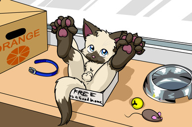 animal_genitalia anthro balls blue_eyes bowl box collar container feet food_bowl foot_grab fully_sheathed genitals inside looking_at_viewer male pawpads pet_bowl sheath shota solo tail text toy_mouse young young_male twotails domestic_cat felid feline felis mammal siamese digital_media_(artwork) english_text hi_res