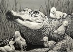 ambiguous_gender detailed_background feral grass group lying plant realistic sitting size_difference text courtneysconcepts alligator alligatorid anatid anseriform avian bird chick crocodilian duck reptile scalie 2015 graphite_(artwork) greyscale monochrome traditional_media_(artwork) url