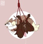 anthro bdsm bondage bound male restraints rope rope_bondage rope_harness solo moomoonjun nintendo pokemon gus_(moomoonjun) braixen canid generation_6_pokemon mammal pokemon_(species) hi_res