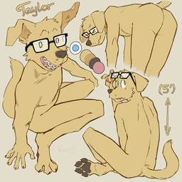 anthro blue_eyes braces butt butt_shot eyewear glasses looking_at_another looking_at_viewer male nude nude_anthro open_mouth pawpads sharp_teeth simple_background sitting smile solo tail teeth whisker_spots kapri taylor_(dipp_n_dotts) bird_dog canid canine canis domestic_dog hunting_dog labrador mammal retriever absurd_res hi_res model_sheet