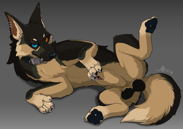 animal_genitalia animal_penis balls black_balls black_body black_fur brown_body brown_fur canine_genitalia canine_penis collar ear_piercing eye_scar facial_scar feral fully_sheathed fur genital_piercing genitals heterochromia looking_at_viewer lying male male_feral pawpads paws penis penis_piercing piercing raised_leg scar seductive sheath solo wolfonia beau_(williamca) canid canine mammal