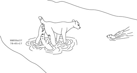 animal_genitalia animal_penis anus balls erection feline_genitalia feline_penis feral genitals group male male/male nude_male partially_submerged penis river sheath simple_background size_difference standing swimming tail trio water urbanhermit felid mammal mustelid otter pantherine 1978 20th_century ancient_art black_and_white dated monochrome