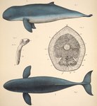 ambiguous_gender bone cross_section dorsal_fin feral fin legless simple_background tail tail_fin philibert_charles_berjeau public_domain cetacean dolphin irrawaddy_dolphin mammal marine oceanic_dolphin toothed_whale 1878 19th_century ancient_art biological_illustration hi_res technical_illustration traditional_media_(artwork)