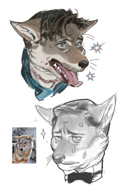 anthro blood blood_on_mouth blue_eyes bodily_fluids bow_tie brown_hair fur grey_body grey_fur hair male neckwear pointy_ears sharp_teeth short_hair simple_background slicked_back_hair snout sparkles sweat sweatdrop teeth unimpressed whiskers white_body white_fur ddcrushh aldo_raine canid canine canis coyote mammal absurd_res digital_drawing_(artwork) digital_media_(artwork) hi_res reference_image sketch