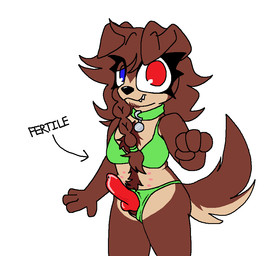 anthro belly_nipples bikini bikini_aside body_hair braided_hair clothing clothing_aside collar erection genitals gynomorph hair heterochromia intersex knot knotted_penis penis solo swimwear swimwear_aside two-piece_swimsuit roomwithavoid lyla_(arsononymous) canid canine canis domestic_dog mammal half-length_portrait portrait