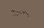 ambiguous_gender beady_eyes feral glistening glistening_body glistening_eyes mouth_closed quadruped side_view simple_background solo seraphictiger amphibian salamander hi_res