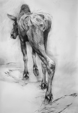 black_body female feral looking_away simple_background solo standing white_background young geordie_millar deer mammal moose new_world_deer 2006 charcoal_(artwork) formal_art monochrome traditional_media_(artwork)