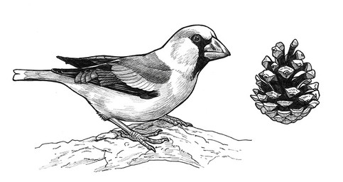 ambiguous_feral ambiguous_gender beak claws feathered_wings feathers feral mouth_closed pinecone side_view simple_background solo tail tail_feathers wings heatherwolf avian bird passerine monochrome