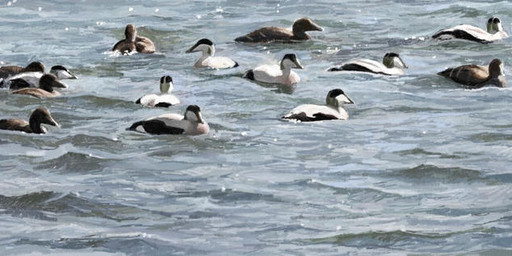 black_body black_feathers brown_body brown_feathers feathers feral floating flock group multicolored_body multicolored_feathers partially_submerged photorealism realistic realistic_feral sea water white_body white_feathers renum63 anatid anseriform avian bird common_eider duck eider sea_duck 2014 artrage_(artwork) digital_media_(artwork)
