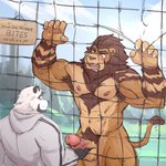 abs amber_eyes anthro arm_support armpit_hair balls beard biceps black_body black_fur blue_eyes blush body_hair brown_hair chest_fur chest_tuft claws clothed clothing duo erection facial_hair fangs fence finger_claws fur genitals hair heterochromia hoodie humanoid_genitalia humanoid_penis male male/male mane mane_hair multicolored_body multicolored_fur muscular muscular_anthro muscular_male nipples nude open_mouth pecs penis penis_grab pubes quads sharp_teeth sign standing surprised_expression tan_body tan_fur teeth text tongue topwear triceps tuft two_tone_body two_tone_fur vein veiny_penis white_body white_fur baiyushou bander bear felid giant_panda lion mammal pantherine 1:1 2021 absurd_res english_text hi_res