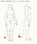 anthro belly breasts female front_view genitals looking_down nipples nude pussy side_view slightly_chubby slightly_chubby_anthro slightly_chubby_female solo standing tail text cettus maren_sommer mammal mustelid musteline stoat true_musteline weasel 2020 english_text hi_res model_sheet sketch