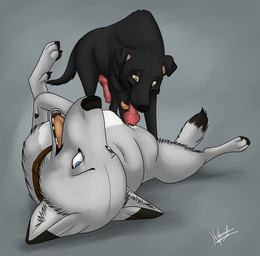 animal_genitalia animal_penis black_body black_fur black_nose blue_eyes brown_eyes canine_genitalia canine_penis claws dipstick_tail duo erection fellatio feral feral_on_feral feral_penetrated feral_penetrating feral_penetrating_feral fur genitals grey_body grey_fur inner_ear_fluff knot knotted_penis lying male male/male markings on_back oral oral_penetration penetration penile penis penis_in_mouth red_penis sex simple_background sucking tail tail_markings teeth tongue tuft hybernation canid canine canis mammal wolf 2015 signature