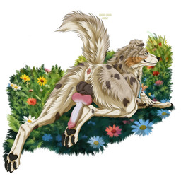 anatomically_correct anatomically_correct_genitalia anatomically_correct_penis animal_genitalia animal_penis anus balls blue_eyes butt canine_genitalia canine_penis erection feral genitals knot knotted_penis looking_at_viewer male paws penis raised_tail solo tail msdeadsoul rikuroo australian_shepherd canid canine canis cattledog domestic_dog herding_dog mammal pastoral_dog sheepdog 1:1 absurd_res hi_res
