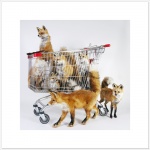 abstract_background ambiguous_gender feral group plushie real shopping_cart simple_background taxidermy rod_mcrae canid canine fox mammal 1:1 formal_art grandfathered_content photography_(artwork)