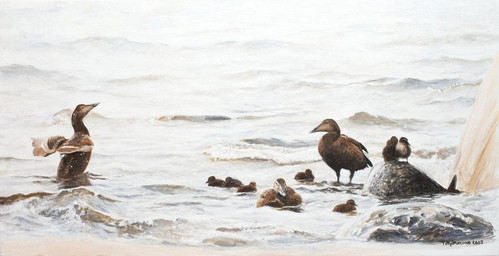 beak black_beak feral flock group partially_submerged realistic rock sea water wave young renum63 anatid anseriform avian bird duck eider sea_duck 2003 acrylic_painting_(artwork) detailed painting_(artwork) traditional_media_(artwork) traditional_painting_(artwork)
