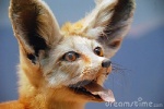 ambiguous_gender big_ears black_lips black_nose fangs feral fur henry's_pocket inner_ear_fluff lips long_mouth looking_at_viewer no_sclera real simple_background snout solo taxidermy teeth tongue tongue_out tuft whiskers yellow_body yellow_fur dreamstime canid canine fennec_fox fox mammal true_fox bust_portrait distracting_watermark grandfathered_content low_res photography_(artwork) portrait watermark