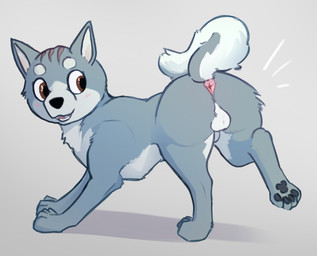 animal_genitalia anus balls blush brown_eyes butt curled_tail feral fur genitals grey_body grey_fur looking_back male open_mouth pawpads paws pink_anus presenting presenting_anus presenting_hindquarters raised_paw scar sheath solo standing tail white_body white_fur young young_feral kettukarkki ginga_(series) gin_(ginga) akita akita_inu canid canine canis domestic_dog mammal spitz absurd_res hi_res