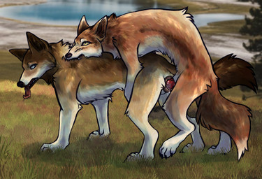 animal_genitalia animal_penis animal_vulva bite bodily_fluids brown_body brown_fur canine_genitalia canine_penis canine_vulva doggystyle drooling duo erection female female_penetrated feral feral_on_feral feral_penetrated feral_penetrating feral_penetrating_feral from_behind_position fur genitals humping intraspecies knot knot_root knotted_penis knotting male male/female male_penetrating male_penetrating_female neck_bite orange_body orange_fur penetration penile penile_penetration penis saliva semi-realistic sex vaginal vaginal_knotting vaginal_penetration anonymous_artist canid canine canis mammal wolf hi_res