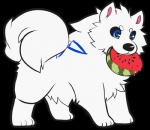 ambiguous_gender blue_eyes curled_tail eating feral fluffy food food_in_mouth fruit fur heart_eyes heart_symbol melon object_in_mouth plant solo star tail teeth watermelon watermelon_half white_body white_fur shout_(artist) zvezda canid canine canis domestic_dog mammal nordic_sled_dog samoyed spitz alpha_channel