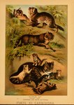 ambiguous_gender feral fur group paws plant quadruped tail text whiskers young young_feral hugh_craig public_domain domestic_cat felid feline felis mammal wildcat 1897 19th_century absurd_res ancient_art biological_illustration english_text hi_res technical_illustration traditional_media_(artwork) zoological_illustration