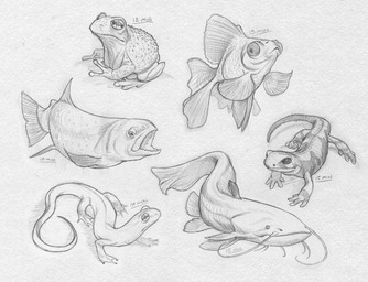 ambiguous_gender big_eye feral fin group horizontal_pupils long_tail open_mouth pupils quadruped tail whiskers leviticusr amphibian aquatic catfish cyprinid cypriniform fish frog goldfish lizard reptile salmon salmonid_(fish) scalie toad_(frog) monochrome sketch traditional_media_(artwork)