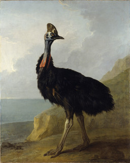 1745 ambiguous_feral ambiguous_gender avian_caruncle avian_feet beak biped bipedal_feral black_body black_feathers cliff cloud detailed_background dewlap_(anatomy) feathered_wings feathers feral head_crest hill horizon long_legs long_neck looking_back outside rock scuted_feet scuted_legs scutes sea seaside side_view sky solo standing tail tail_feathers water wattle wings jean-baptiste_oudry public_domain avian bird cassowary ratite 18th_century absurd_res ancient_art hi_res oil_painting_(artwork) painting_(artwork) traditional_media_(artwork) traditional_painting_(artwork)