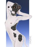 anthro biped black_nose blue_background breasts collar eyelashes female floppy_ears freckles hands_behind_head long_tail nipples nude orange_eyes paws pink_nipples pose simple_background slim small_breasts smile solo spots stripes tail white_body syrupcoyote canid canine canis domestic_dog greyhound hunting_dog mammal sighthound 2021 3:4 hi_res signature