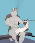 anthro ball_spanking ballbusting balls bound cock_and_ball_torture duo ears_back flaccid genital_torture genitals hands_tied male male/male muscular nipples nude pain penis pivoted_ears scared scruffing sitting weight_bench young young_anthro young_male 9x9 canid canine canis domestic_cat felid feline felis mammal siamese wolf hi_res story story_in_description