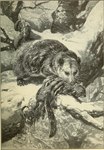 ambiguous_gender bite biting_another claws duo feet feral fingers fur killing neck_bite outside plant snout standing tail toe_claws toes tree water whiskers unknown_artist american_opossum mammal marsupial rodent sciurid tree_squirrel virginia_opossum 19th_century absurd_res ancient_art hi_res traditional_media_(artwork)