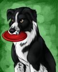 black_body black_fur black_nose fangs feral frisbee frisbee_in_mouth fur simple_background solo teeth white_body white_fur amocin border_collie canid canine canis collie domestic_dog herding_dog mammal pastoral_dog sheepdog 2014 digital_media_(artwork)