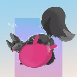 anus ball balls big_tail exercise_ball feral fur genitals grey_body grey_fur male nude penis silly solo tail monikfox monik_fox canid canine fox mammal 1:1 absurd_res hi_res