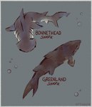 ambiguous_gender border bubble countershade_torso countershading duo feral fin gills grey_body simple_background tail text riftskeen bonnethead_shark fish greenland_shark marine shark sleeper_shark squaliform 2020 english_text hi_res species_name watermark