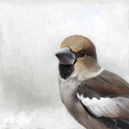 black_markings brown_body brown_eyes brown_feathers feathers feral markings multicolored_body multicolored_feathers solo tan_body tan_feathers white_body white_feathers renum63 hawfinch 1:1 2014 artrage_(artwork) digital_media_(artwork)