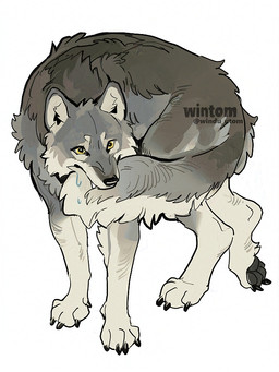 ambiguous_gender bite brown_body brown_fur cheek_tuft claws facial_tuft feral fur grey_body grey_fur monotone_background paws simple_background solo standing tail tail_bite tail_in_mouth text tuft white_background wintom canid canine canis mammal wolf artist_name digital_drawing_(artwork) digital_media_(artwork)