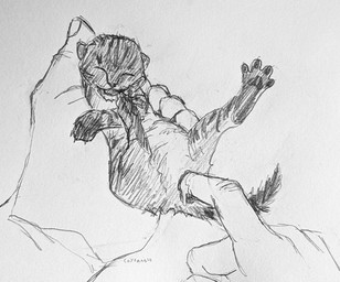 age_difference animal_genitalia animal_vulva bestiality claws disembodied_hand duo extreme_size_difference eyes_closed feet feline_anus feline_genitalia feline_vulva female feral feral_penetrated fingering first_person_view forced fur genitals held_up human_on_feral human_pov humanoid_hands interspecies lube_drip lube_on_hand lying neonate on_back open_mouth pawpads penetrating_pov penetration pov_hands realistic_feral size_difference smaller_penetrated solo_focus spread_legs spread_toes spreading striped_body striped_fur stripes tabby_fur toes vaginal vaginal_fingering vulva young young_female young_feral younger_penetrated coyfang10 domestic_cat felid feline felis human mammal tabby_cat absurd_res graphite_(artwork) hi_res monochrome traditional_media_(artwork)