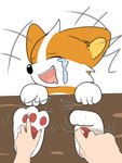 ambiguous_gender anthro bodily_fluids crying_laughing duo feet first_person_view foot_fetish foot_play fur human_pov laugh orange_body orange_fur pawpads pov_hands tears tickling tickling_feet white_body white_fur unknown_artist woshixiaomo xiaomo canid canine canis domestic_dog herding_dog human mammal pastoral_dog welsh_corgi hands 3:4 hi_res