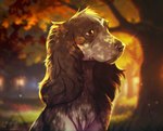 ambiguous_gender autumn big_ears black_body black_fur black_nose brown_eyes feral fluffy fluffy_ears forest fur grass leaf long_ears outside plant smile solo tree white_body white_fur shyryp canid canine canis domestic_dog mammal absurd_res digital_media_(artwork) hi_res portrait