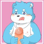 anthro blue_body blue_fur blush duo erection fur genitals male male/male penis slightly_chubby solo_focus tongue tongue_out white_body white_fur young young_anthro fy_bearsoul bonasiah full_attack sophring_hao bear mammal 2022