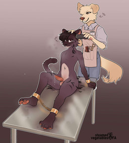 anthro apron balls bodily_fluids bottomwear bound buzz_cut clippers clothed clothed_anthro clothed_male clothing cuff_(restraint) cuff_links cuffed_ankles dripping duo erection featureless_chest femboy fur furniture genital_fluids genitals gradient_background half-shaved_hair half-shaved_head heart_symbol humiliation humiliation_fetish male male/male nude_anthro nude_male pants pawpads paws precum precum_drip purple_background restraints secretly_loves_it shaved shaved_head shaving shaving_fetish shaving_head shirt simple_background sitting standing submissive submissive_anthro submissive_male table tail tan_body tan_fur tears topwear steamedvegetables canid canine canis domestic_cat domestic_dog felid feline felis mammal hi_res
