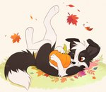 ambiguous_gender autumn autumn_leaves claws feral fluffy fluffy_tail food fruit one_eye_closed paintbrush_tail paws plant playful pumpkin smile solo tail aseethe ren_collie canid canine canis collie domestic_dog herding_dog mammal pastoral_dog sheepdog hi_res