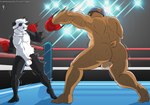 anthro balls boxing boxing_gloves boxing_gloves_only clothing duo eye_patch eyewear fighting_ring genitals handwear handwear_only lights male mostly_nude motion_lines penis sport denlusty bear_hugger stiban_(character) bear giant_panda mammal