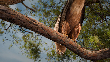avian_butt avian_feet beak branch brown_body brown_eyes brown_feathers butt claws feathered_wings feathers feet feral looking_at_viewer looking_down looking_down_at_viewer male presenting presenting_hindquarters raised_tail sharp_talons solo tail tail_feathers talons text toe_claws toes wings kenresek accipitrid accipitriform avian bird eagle 16:9 3d_(artwork) 4k absurd_res blender_(artwork) digital_media_(artwork) english_text hi_res widescreen