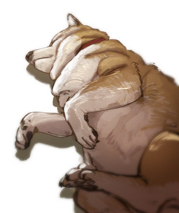 ambiguous_gender collar countershading feral fur lying multicolored_body multicolored_fur pawpads paws simple_background sleeping solo tan_body tan_fur white_background white_body white_fur bow_(artist) canid canine canis domestic_dog mammal shiba_inu spitz 2022