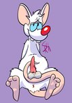 anthro anus balls biped erection feet genitals male penis red_nose simple_background smile solo white_body srirachamander pinky_and_the_brain warner_brothers pinky_(warner_brothers) mammal mouse murid murine rodent 2024 hi_res