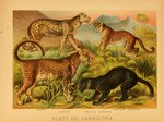 ambiguous_gender feral fur group markings paws plant quadruped spots spotted_body spotted_fur tail text hugh_craig public_domain cheetah felid feline leopard mammal pantherine snow_leopard 1897 19th_century ancient_art biological_illustration hi_res technical_illustration traditional_media_(artwork) zoological_illustration