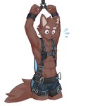 abs anthro arms_tied bottomwear bound clothing harness male navel shorts simple_background white_background joeyzliaotang canid canine mammal absurd_res hi_res