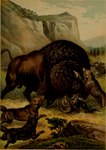 ambiguous_gender balls brown_body brown_fur feral fur genitals grass group horn male plant quadruped tail tail_tuft tuft hugh_craig public_domain american_bison bison bovid bovine canid canine mammal 1897 19th_century absurd_res ancient_art hi_res traditional_media_(artwork)