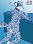 anthro backsack balls blue_body blue_ears blue_eyes blue_fur butt collar collar_only countertop exclamation_point feet fur fur_markings genitals gradient_background kneeling leopard_spots male markings nude simple_background solo spots big_chief_bakari_(artist) cobalt_chloride felid mammal pantherine snow_leopard 3:4 hi_res